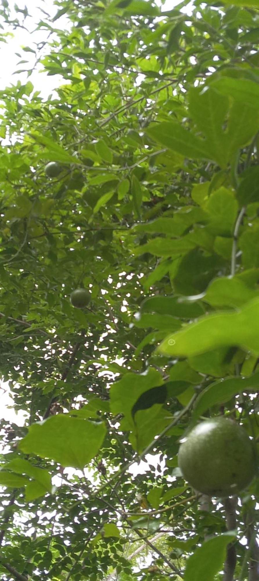 Forest Villa Nature Resort 아누라다푸라 외부 사진