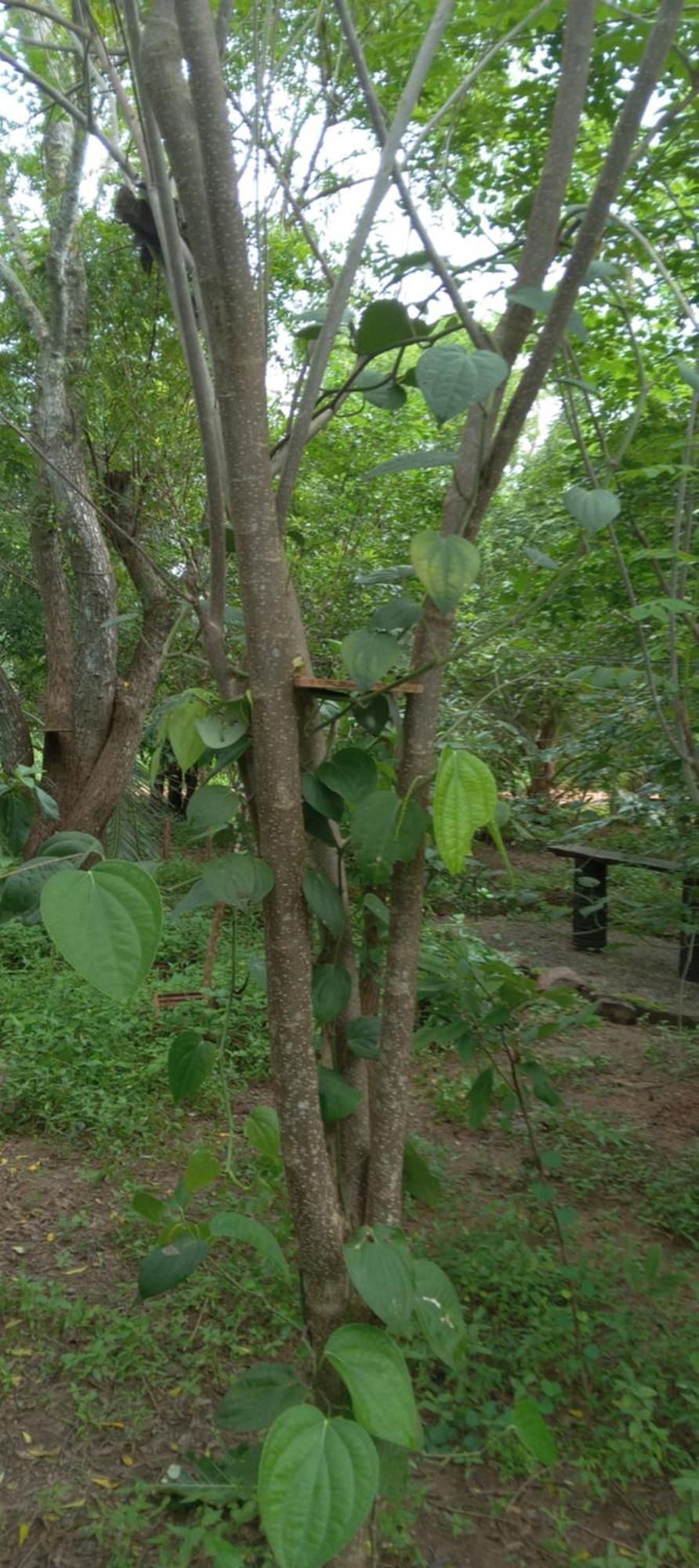 Forest Villa Nature Resort 아누라다푸라 외부 사진
