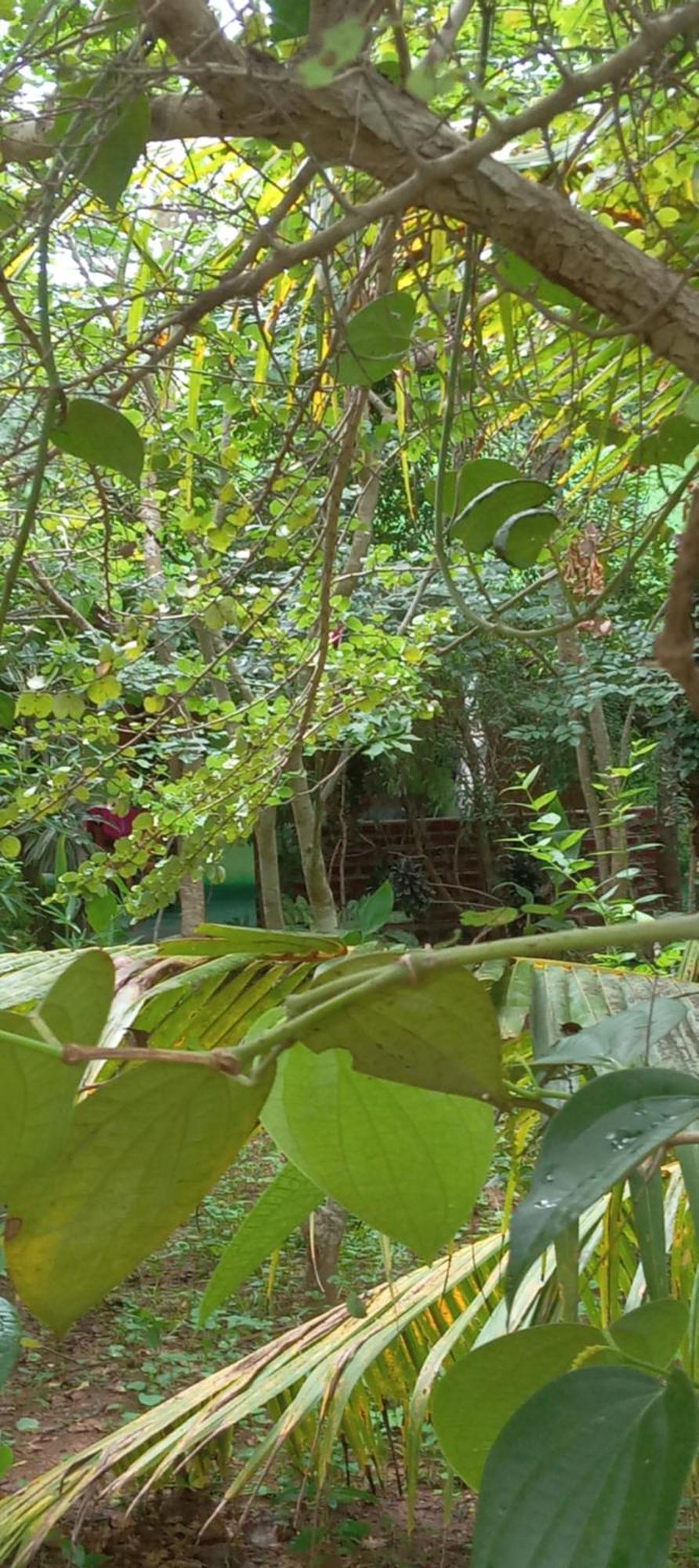 Forest Villa Nature Resort 아누라다푸라 외부 사진
