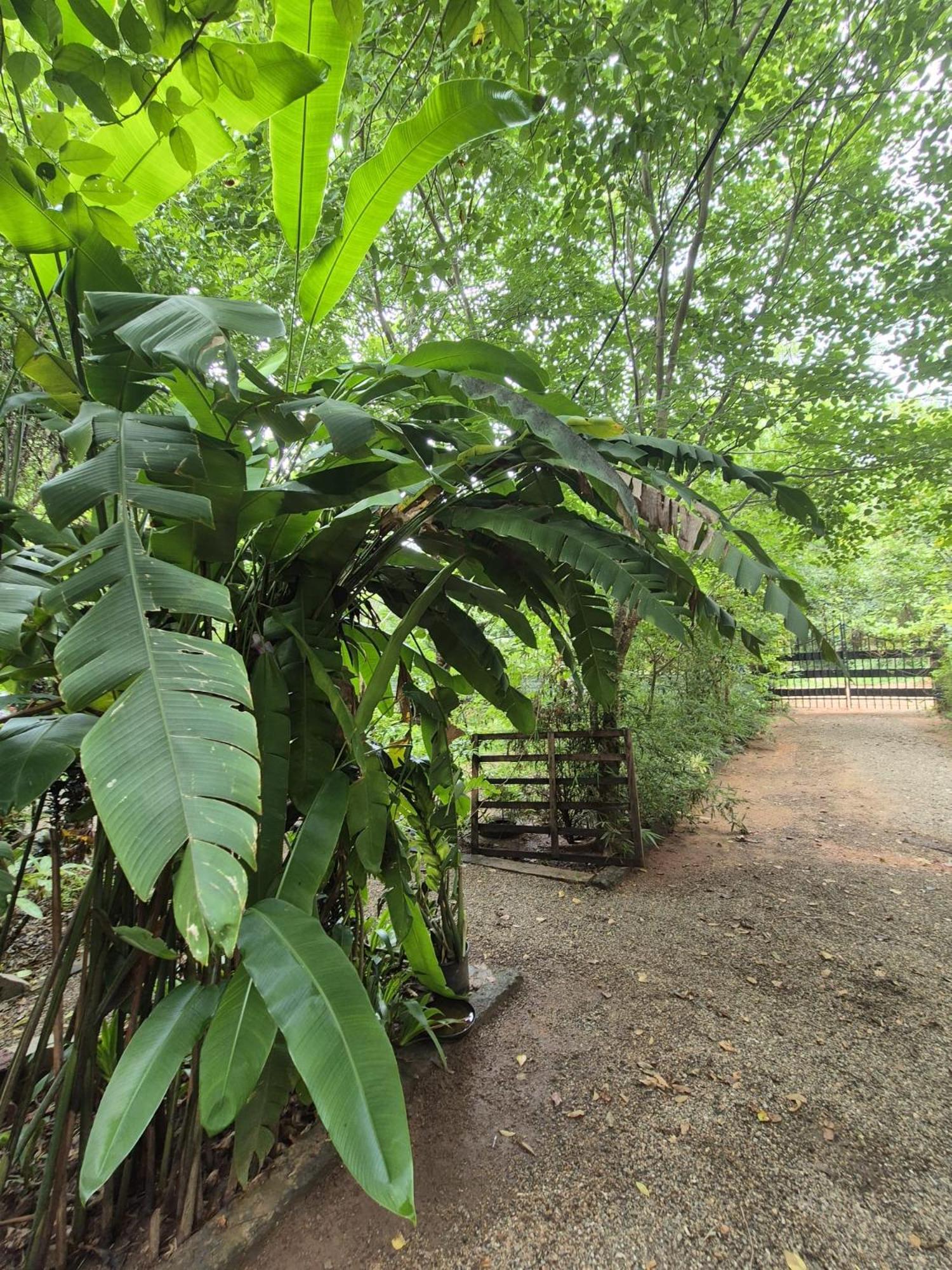 Forest Villa Nature Resort 아누라다푸라 외부 사진