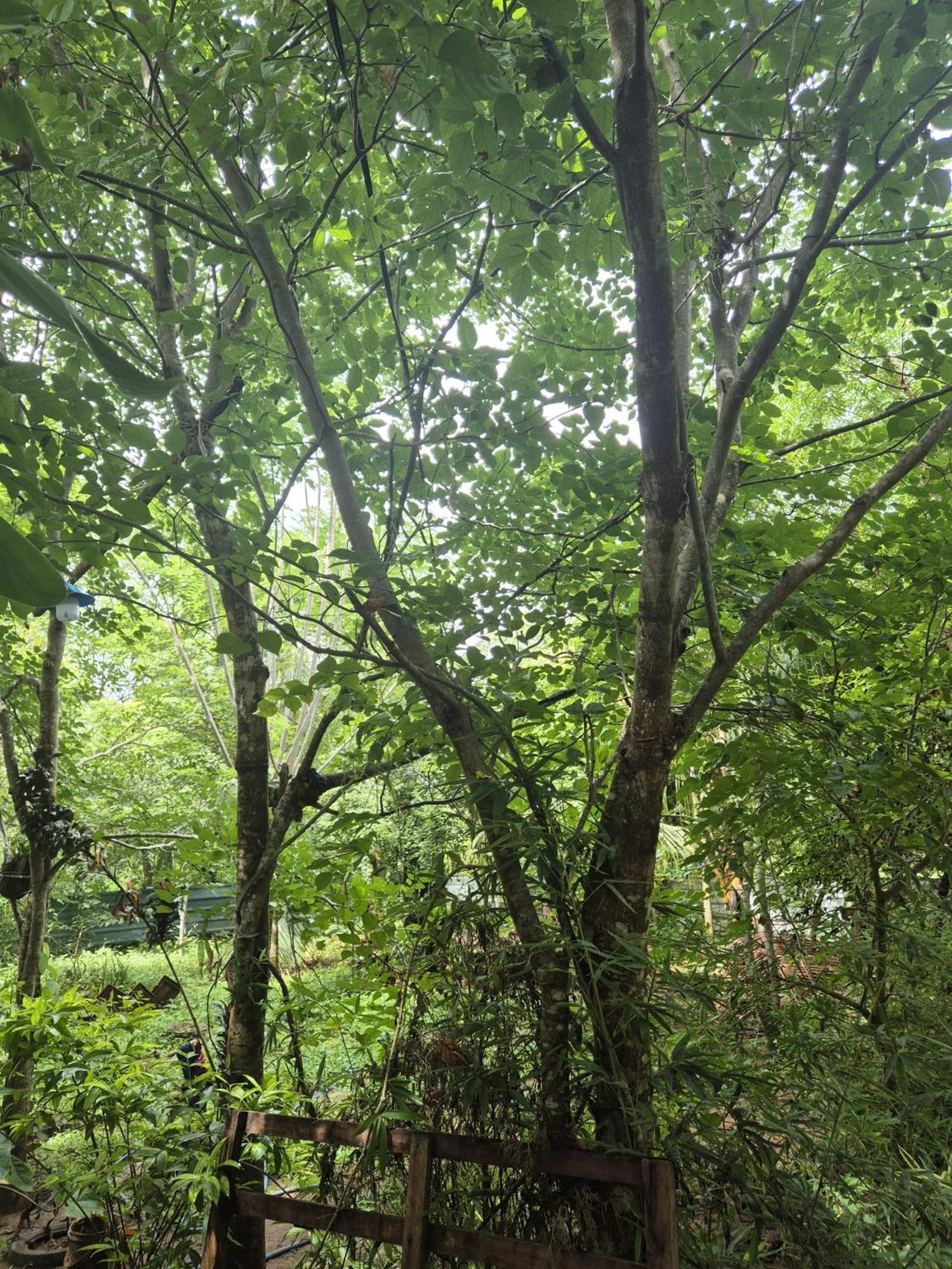 Forest Villa Nature Resort 아누라다푸라 외부 사진